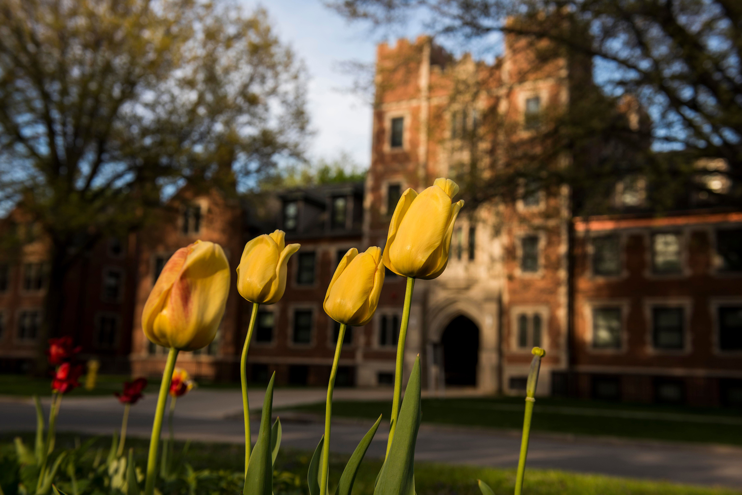 Yellow Tulips with Gates Tower in the background. 
