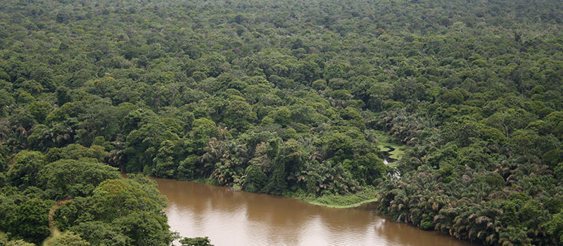 The palm forests of the Tortuguero National Park in Costa Rica.