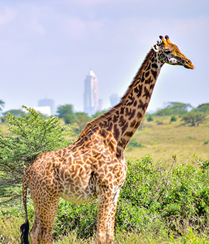 Giraffe with Nairobi, Kenya in the background