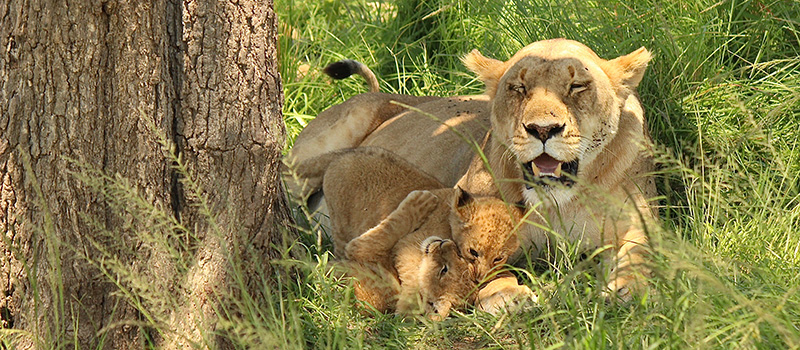 A lioness with her cubs