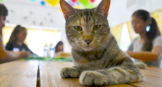 A cat sits on a table at The Dancing Cat.