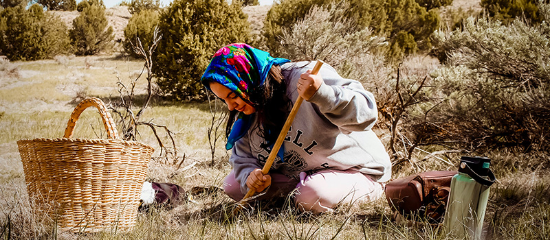 Dann is pictured harvesting genka, or wild onions, with her bodo, a traditional Shoshoni digging tool that she made.