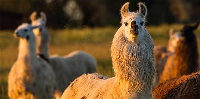 Llamas raised by Carlos Mendoza ’72.