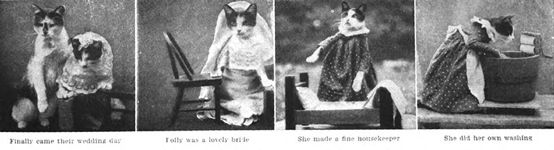 Four images of cats dressed up and posed like humans. 
