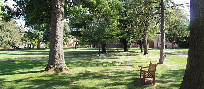 Trees on campus. 