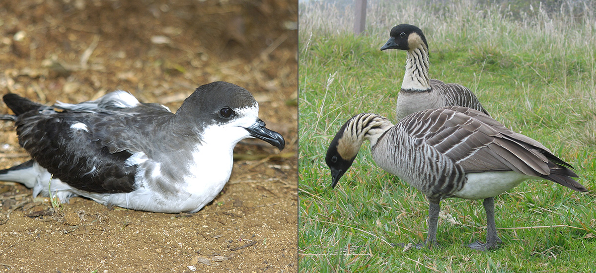 First photo: The 'ua'u, also known as the Hawaiian petrel. Second photo: The nēnē, a goose-like species.