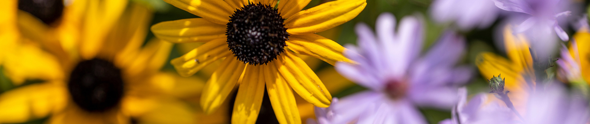 Close up photo of Yellow and Purple Flowers.