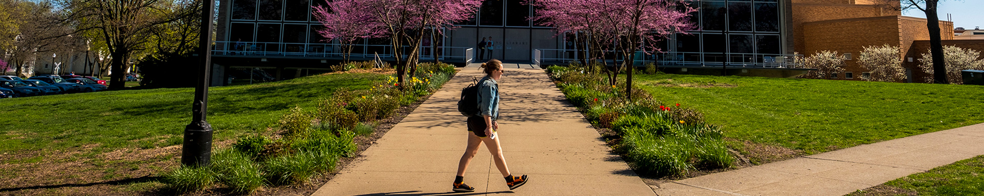 A student walks in front of Burling Library. The path up to the library is flanked by two pink blooming trees.