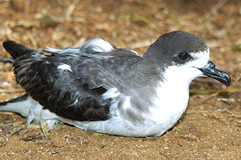 The 'ua'u, also known as the Hawaiian petrel.
