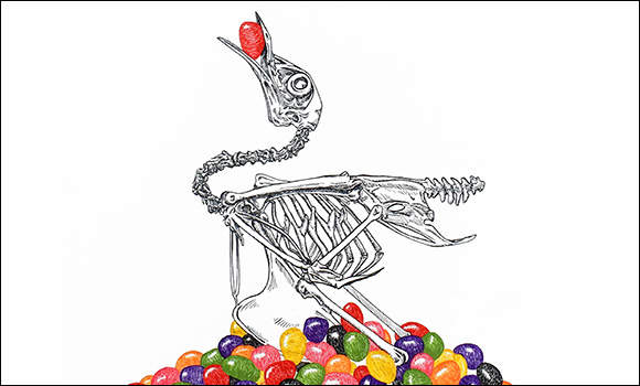 Illustration: Skeleton bird on a pile of jelly beans eating one. By: Zoe Schein