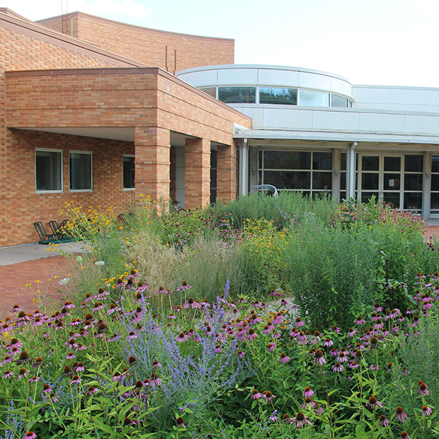Prairie Wildflowers in front of the south facing entrance to Bucksbaum Center for the Arts. 